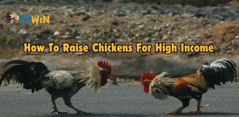 Instructions on how to raise chickens for high income