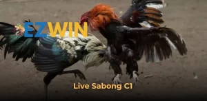 Live Sabong C1