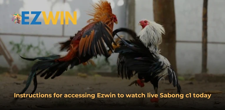 Instructions for accessing Ezwin to watch live Sabong c1 today