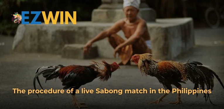 The procedure of a live Sabong match in the Philippines