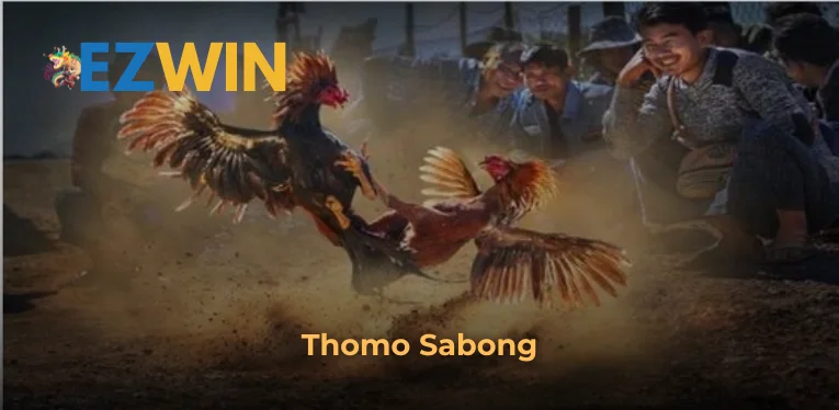 Advantages of Thomo Sabong