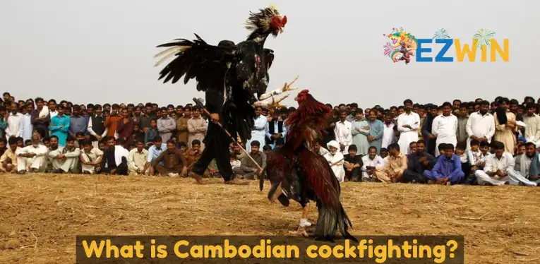 What is Cambodian cockfighting?