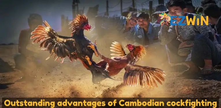 Outstanding advantages of Cambodian cockfighting