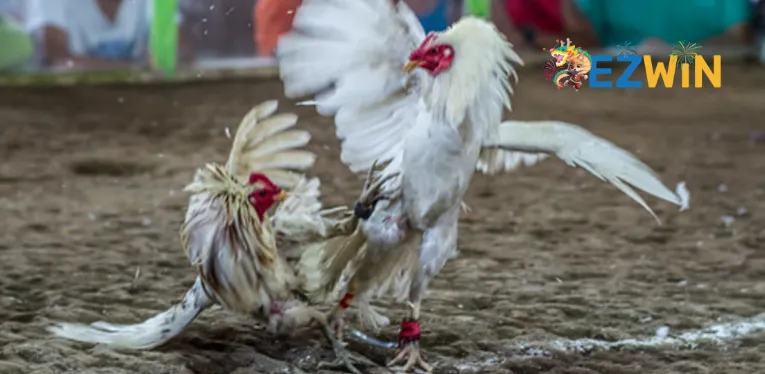 The difference between cockfighting in Cambodia and normal cockfighting