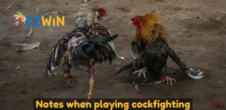 What should you pay attention to when playing Cambodian cockfighting?