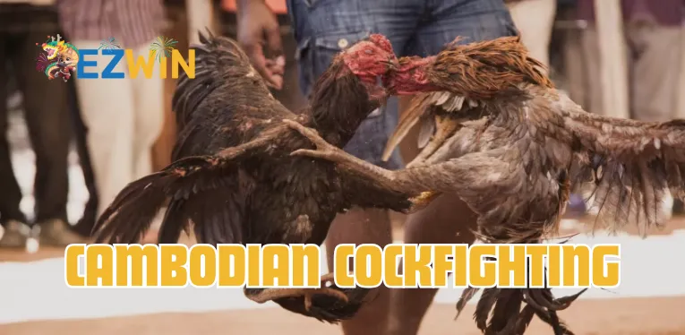 Cambodian Cockfighting – Where the Bloodiest Battles Converge