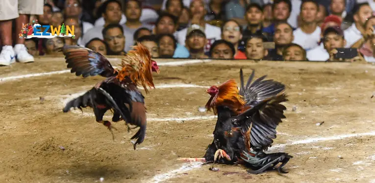 What is live cockfighting C3?