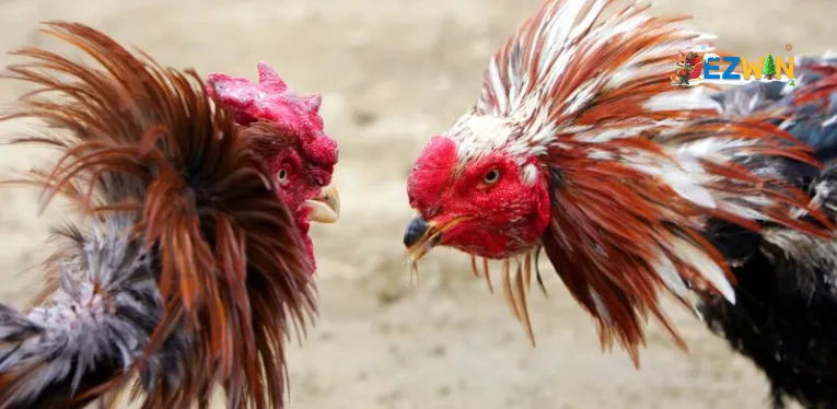 Live Cockfighting C3