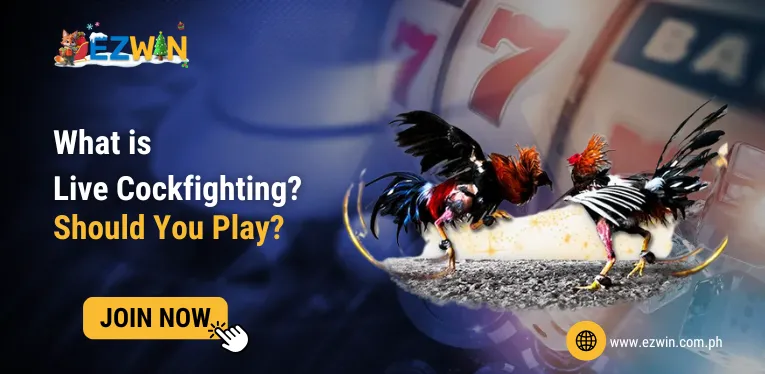 What is Live Cockfighting? Should You Play?