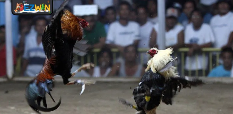 What is live cockfighting?