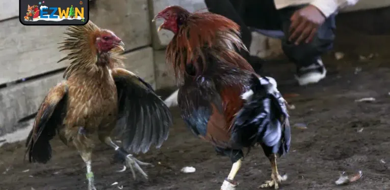 Simple and easy tips for betting on live cockfighting